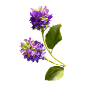 Arna-Bakuchiol-Image-1