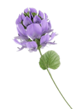 Arna-Bakuchiol-Image-3